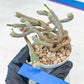 Cluster Krainzianus | Imported Cactus | Rare Succulent