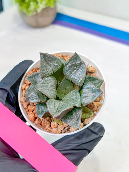 Haworthia Melon Island or Xianggua Dao (H2A) | Imported Succulent