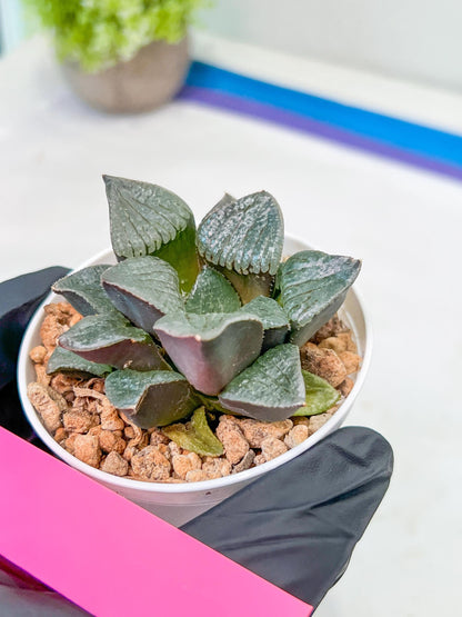 Haworthia Melon Island or Xianggua Dao (H2A) | Imported Succulent