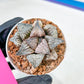 Haworthia Oiran Blue Crab or Haukui Qing Xie (H3A) | Rare Import
