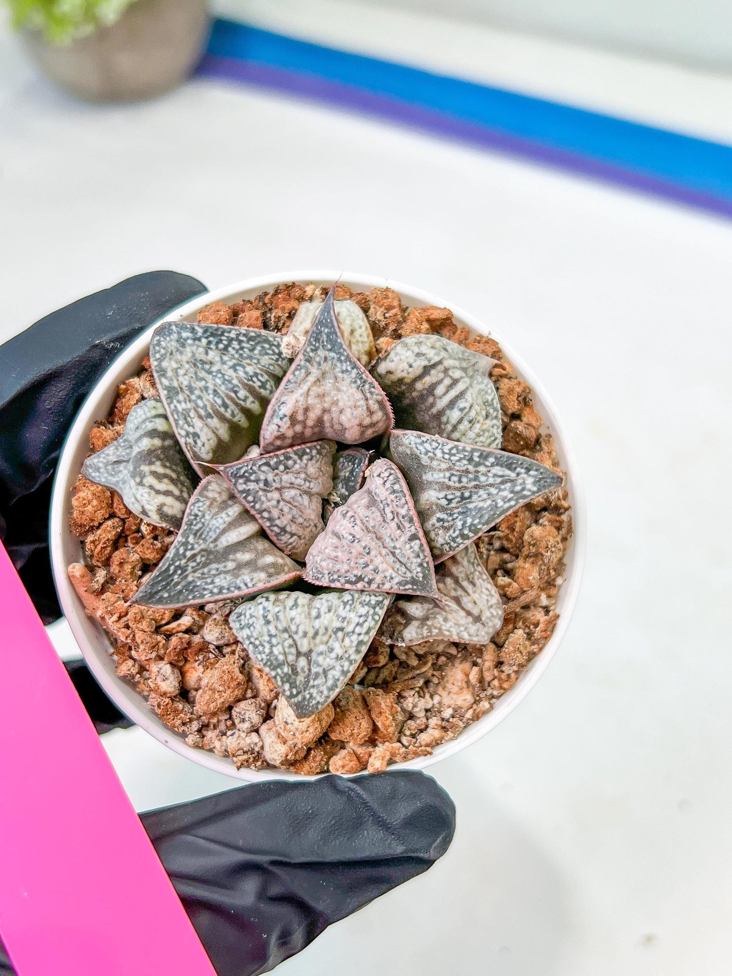 Haworthia Oiran Blue Crab or Haukui Qing Xie (H3A) | Rare Import