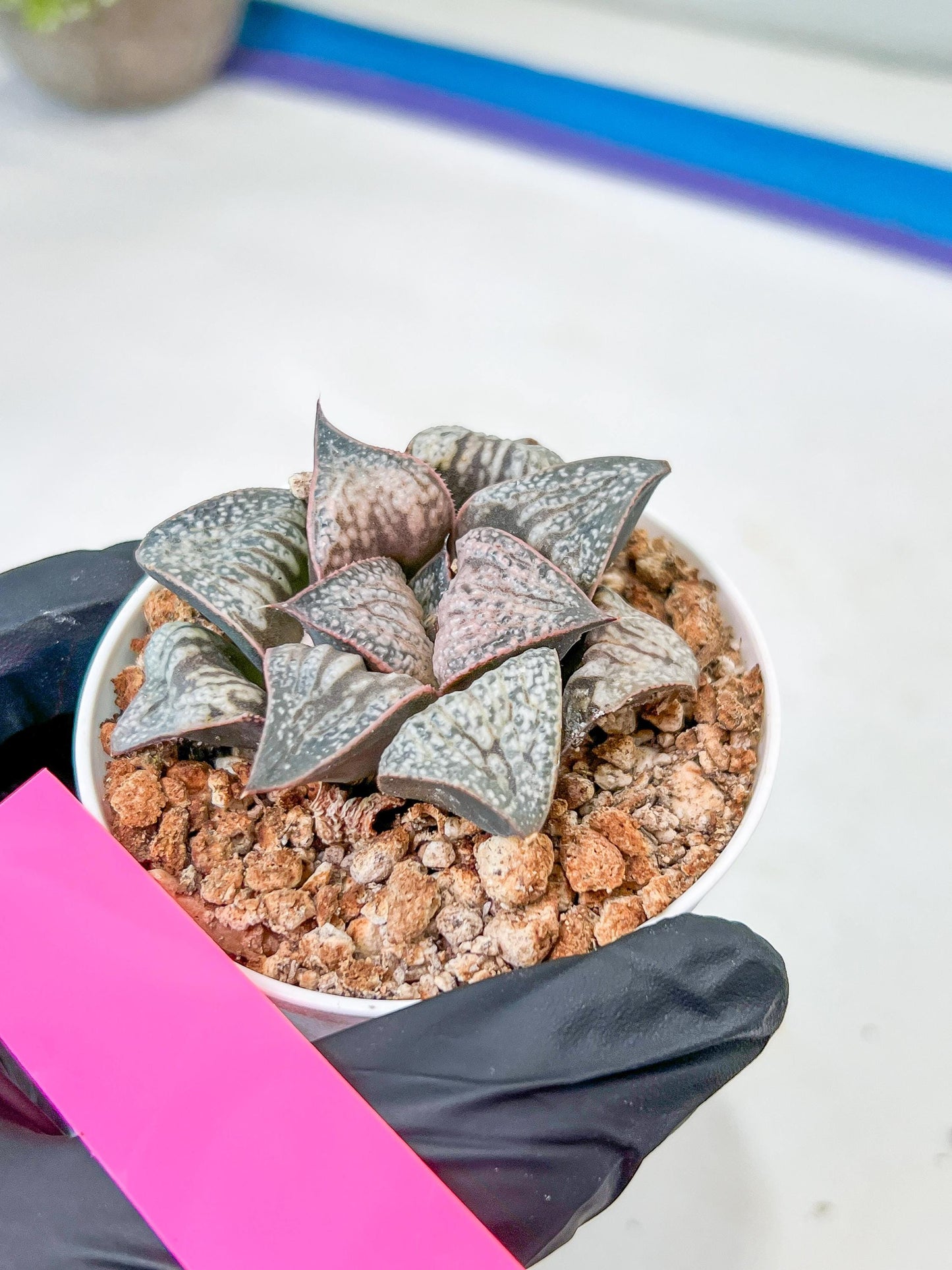 Haworthia Oiran Blue Crab or Haukui Qing Xie (H3A) | Rare Import