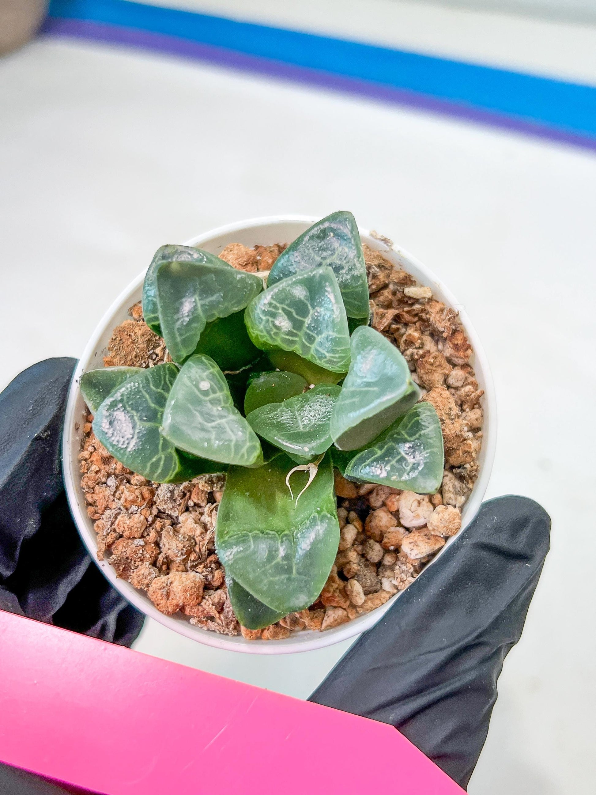 Haworthia Xiangyun (H3B) | Imported Succulent