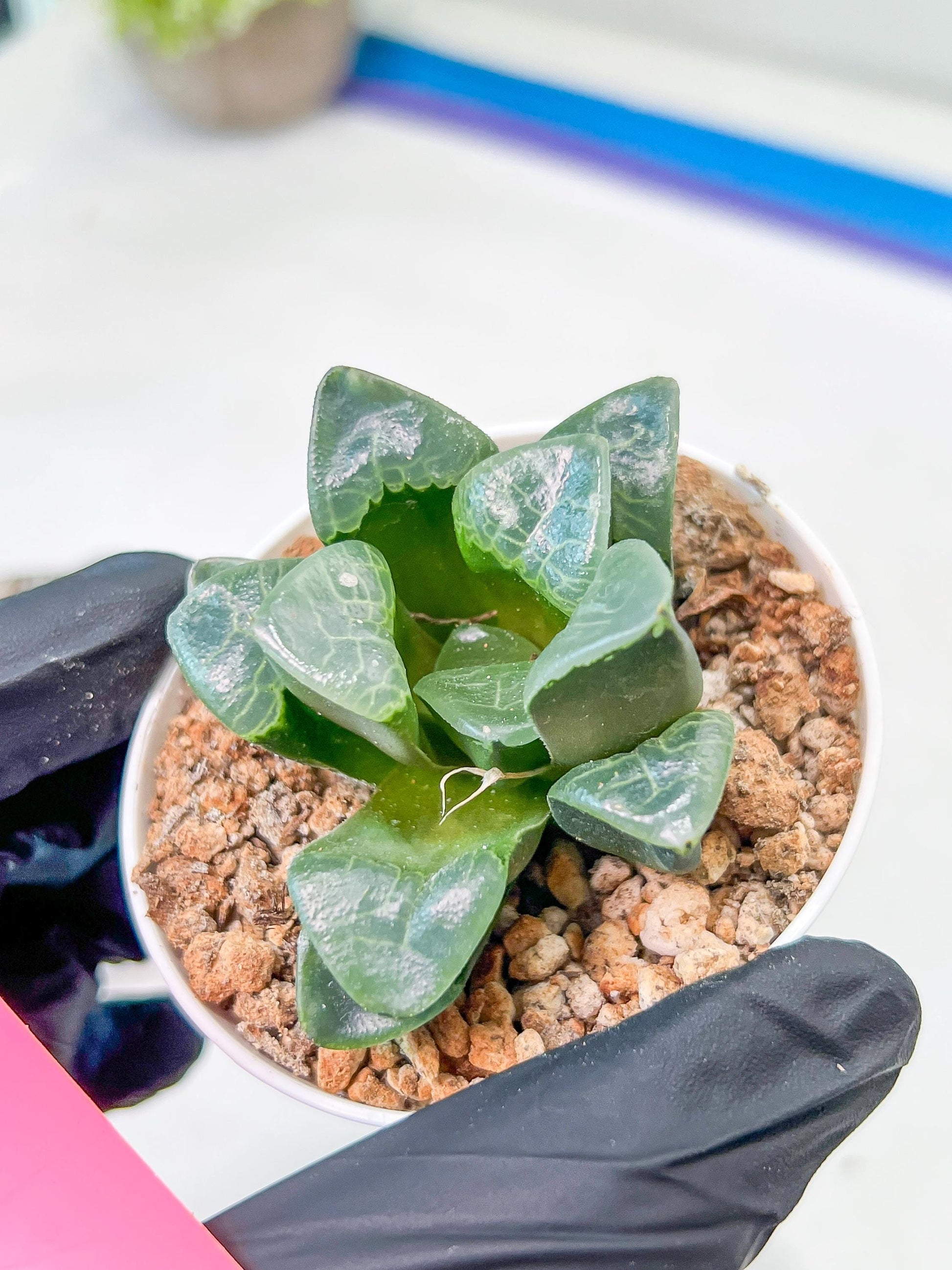 Haworthia Xiangyun (H3B) | Imported Succulent
