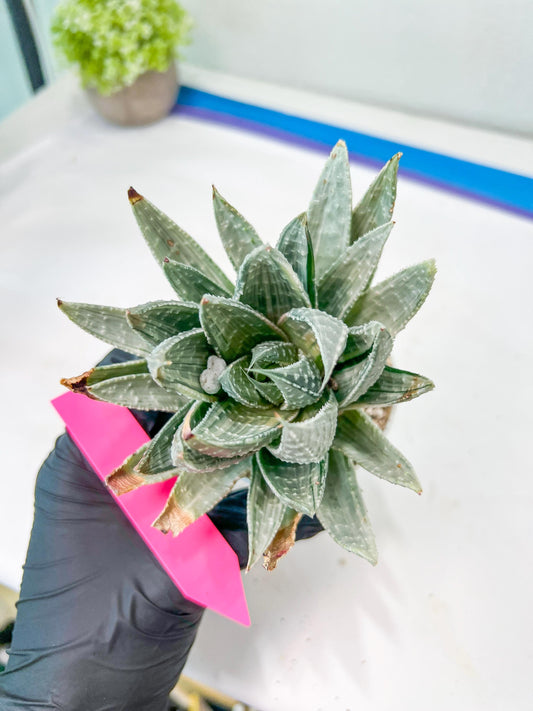 Gasteraloe beguinii Silver variegata | Rare Import