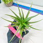 Haworthia Aura (H7) | Impored Haworthia
