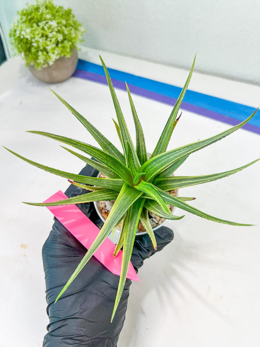 Haworthia Aura (H7) | Impored Haworthia