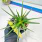 Haworthia Aura (H7) | Impored Haworthia