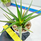 Haworthia Aura (H7) | Impored Haworthia