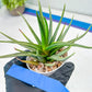 Haworthia Aura (H7) | Impored Haworthia