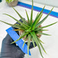 Haworthia Aura (H7) | Impored Haworthia
