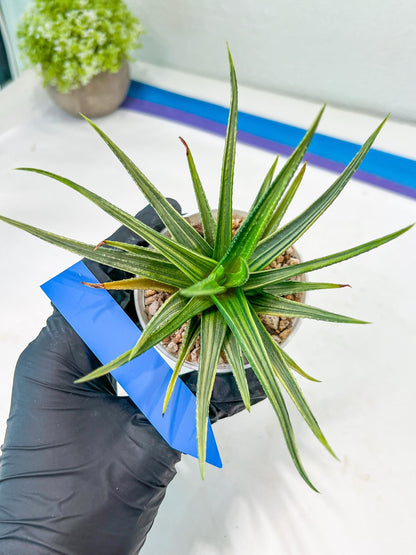 Haworthia Aura (H7) | Impored Haworthia