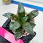 Haworthia Bayeri Konoha (#H7) | Imported Succulent