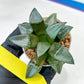Haworthia Bayeri Konoha (#H7) | Imported Succulent
