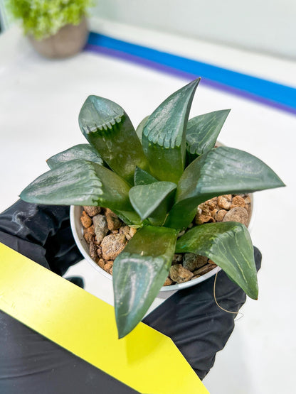 Haworthia Bayeri Konoha (#H7) | Imported Succulent