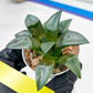 Haworthia Bayeri Konoha (#H7) | Imported Succulent