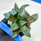 Haworthia Bayeri Konoha (#H7) | Imported Succulent