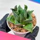 Haworthia Stabilo (#H7) | Imported Succulent | Hong Kong Rare Species