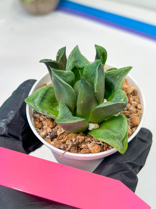 Haworthia Stabilo (#H7) | Imported Succulent | Hong Kong Rare Species