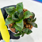 Haworthia Stabilo (#H7) | Imported Succulent | Hong Kong Rare Species