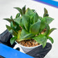 Haworthia Stabilo (#H7) | Imported Succulent | Hong Kong Rare Species