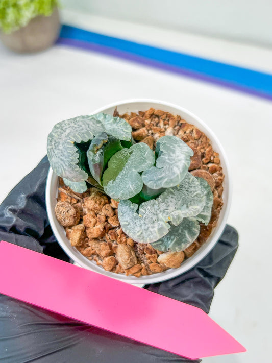 Haworthia Truncata White Mammoth (#H7) | Imported Succulent | Hong Kong Rare Species