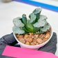Haworthia Truncata White Mammoth (#H7) | Imported Succulent | Hong Kong Rare Species