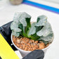 Haworthia Truncata White Mammoth (#H7) | Imported Succulent | Hong Kong Rare Species