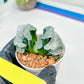 Haworthia Truncata White Mammoth (#H7) | Imported Succulent | Hong Kong Rare Species