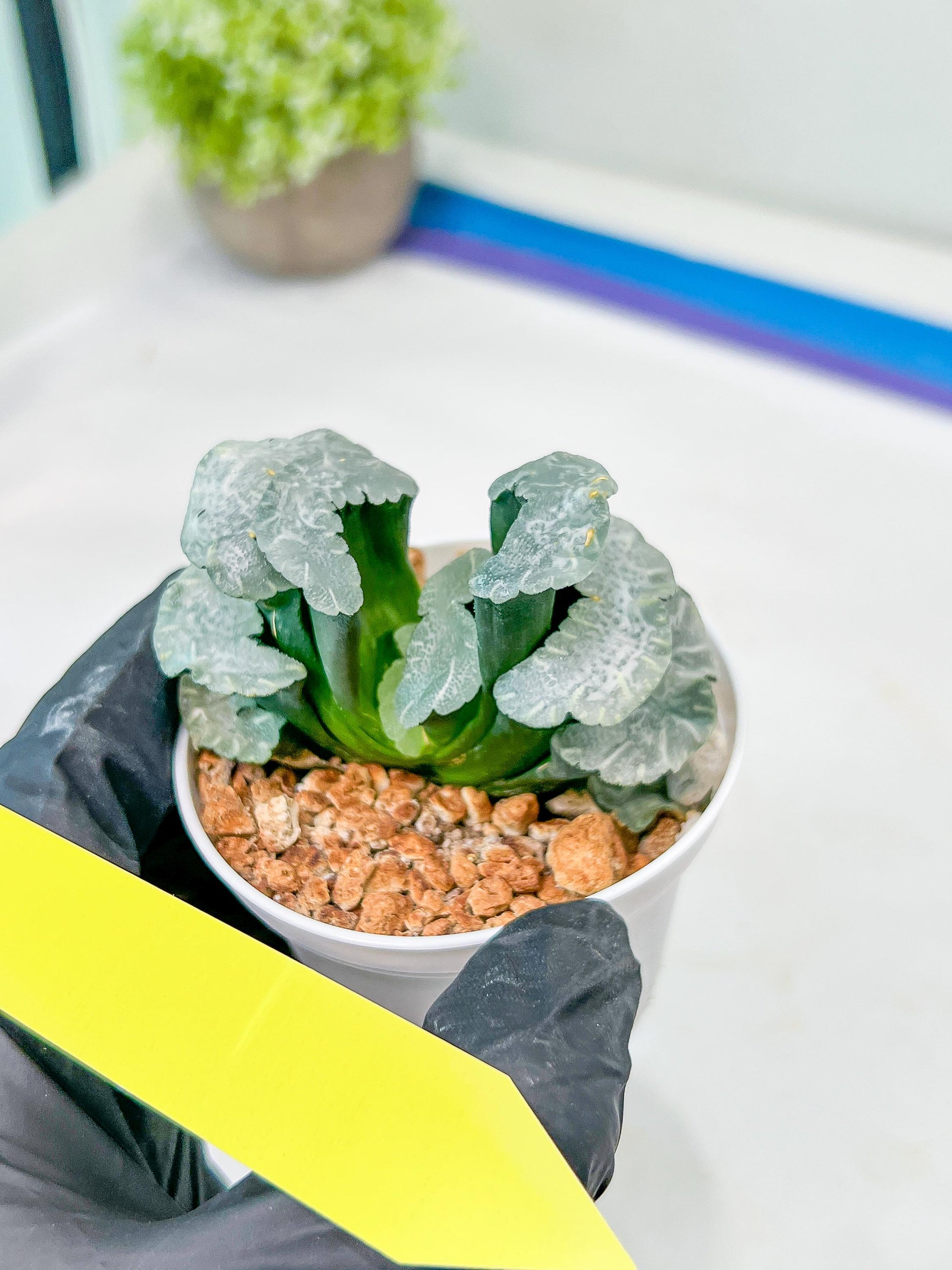 Haworthia Truncata White Mammoth (#H7) | Imported Succulent | Hong Kong Rare Species