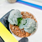 Haworthia Truncata White Mammoth (#H7) | Imported Succulent | Hong Kong Rare Species
