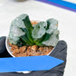 Haworthia Truncata White Mammoth (#H7) | Imported Succulent | Hong Kong Rare Species