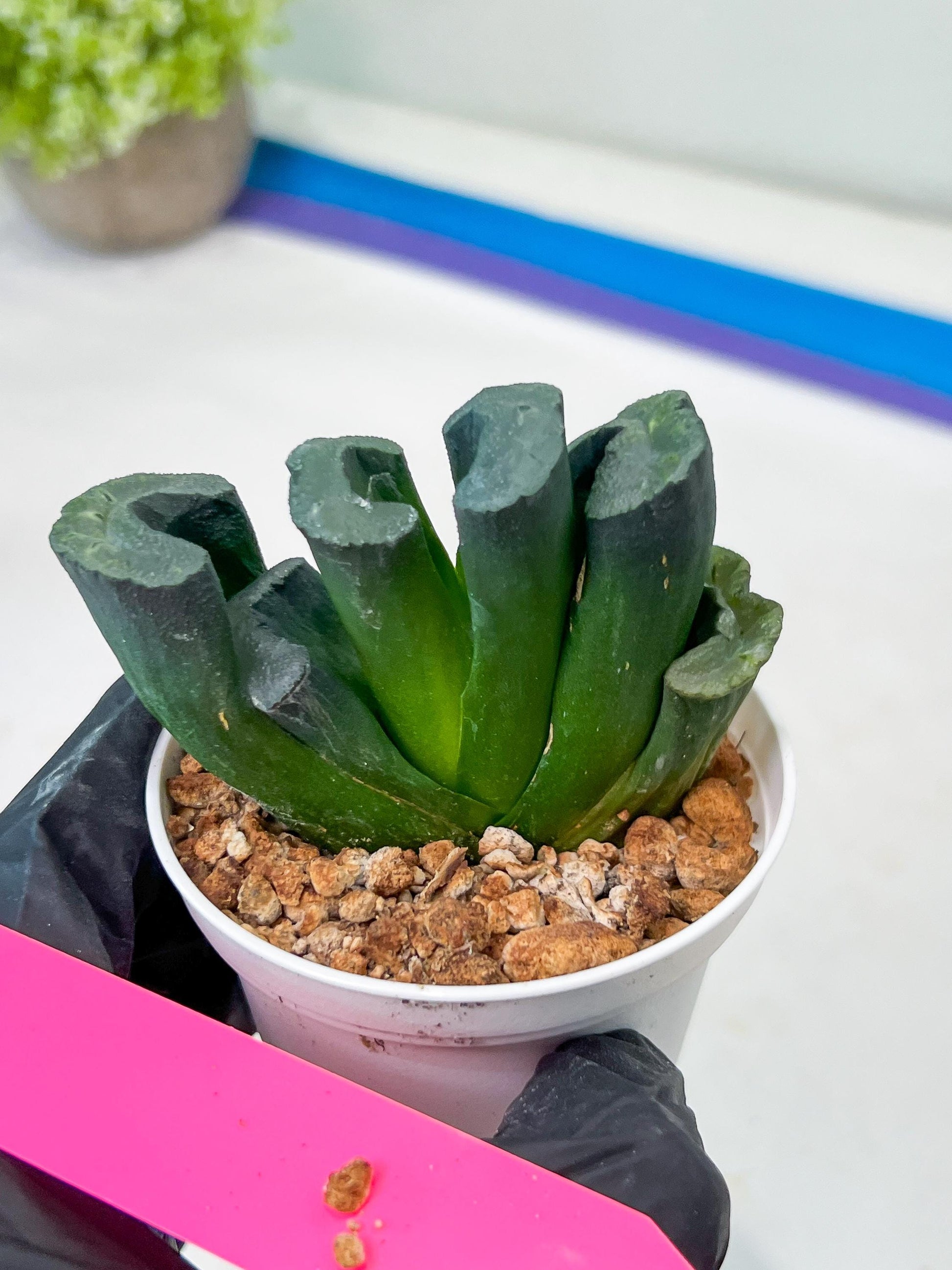 Haworthia Green Fall (#H7) | Imported Succulent | Hong Kong Rare Species