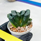 Haworthia Green Fall (#H7) | Imported Succulent | Hong Kong Rare Species