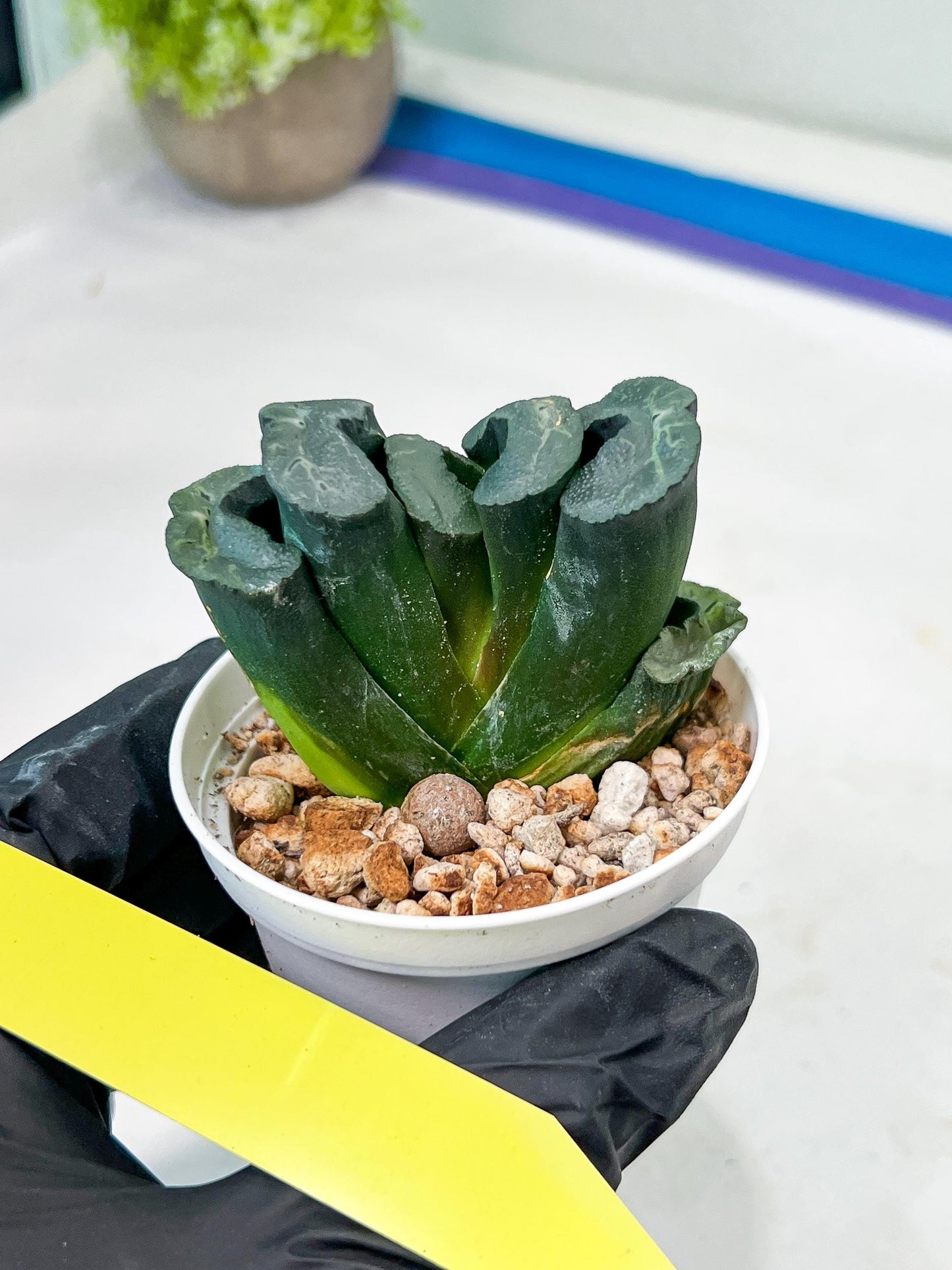 Haworthia Green Fall (#H7) | Imported Succulent | Hong Kong Rare Species