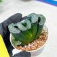 Haworthia Green Fall (#H7) | Imported Succulent | Hong Kong Rare Species