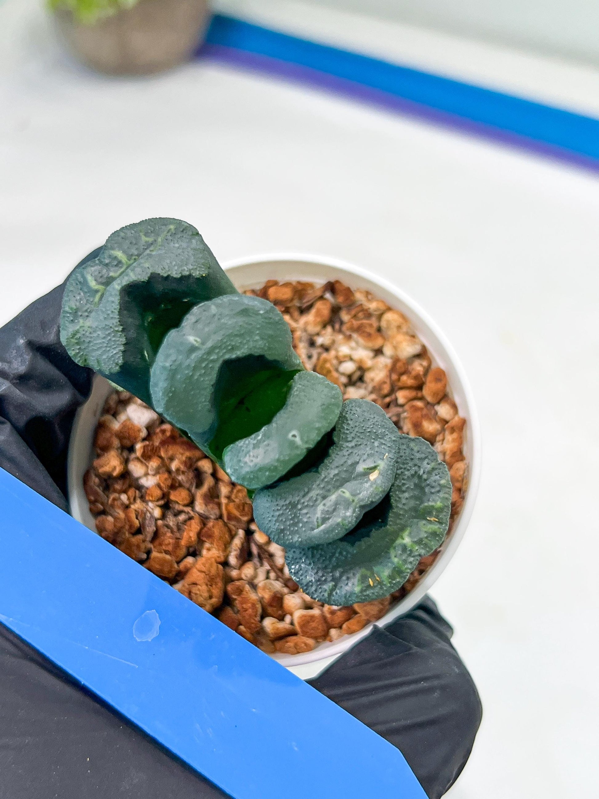 Haworthia Green Fall (#H7) | Imported Succulent | Hong Kong Rare Species