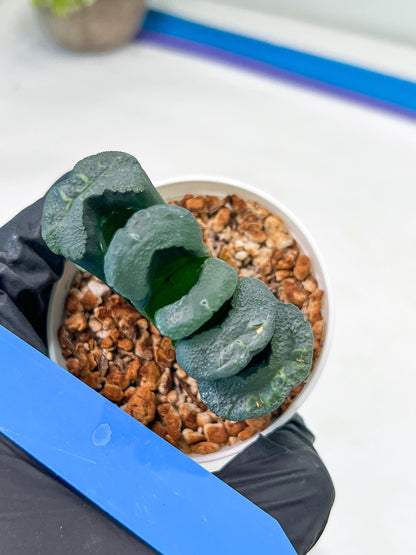 Haworthia Green Fall (#H7) | Imported Succulent | Hong Kong Rare Species