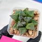 Haworthia cv. Hakuma (#H7) | Impored Haworthia