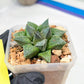 Haworthia cv. Hakuma (#H7) | Impored Haworthia