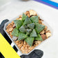 Haworthia cv. Hakuma (#H7) | Impored Haworthia