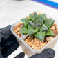 Haworthia cv. Hakuma (#H7) | Impored Haworthia