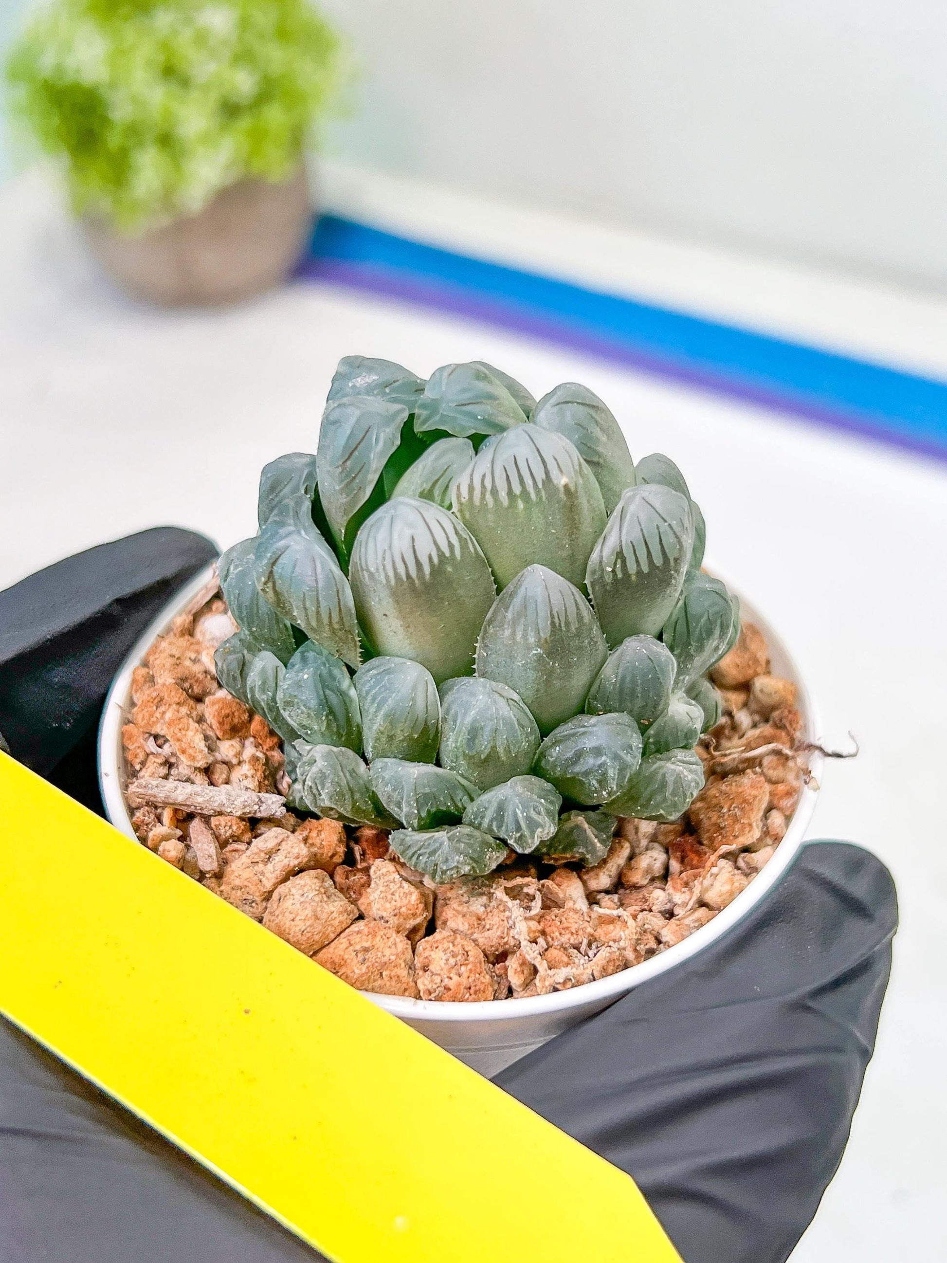 Haworthia Ice Lantern or Bingdeng (H2G) | Imported Succulent | Hong Kong Rare Species