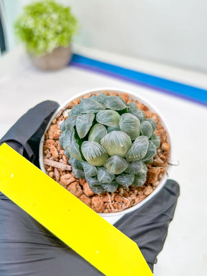 Haworthia Ice Lantern or Bingdeng (H2G) | Imported Succulent | Hong Kong Rare Species