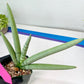 Sansevieria Boncel PLATINUM (#C7) | Imported Plants | Rare Hybrid Species