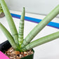 Sansevieria Boncel PLATINUM (#C7) | Imported Plants | Rare Hybrid Species