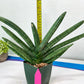 Sansevieria Boncel Devil (#C7) | Imported Plants | Rare Hybrid Species
