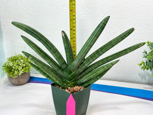 Sansevieria Boncel Devil (#C7) | Imported Plants | Rare Hybrid Species
