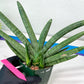 Sansevieria Boncel Devil (#C7) | Imported Plants | Rare Hybrid Species