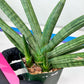 Sansevieria Boncel Devil (#C7) | Imported Plants | Rare Hybrid Species